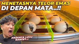 TEREKAM JELAS..! PROSES MENETASNYA TELOR EMAS..!! DILUAR DUGAAN GAES