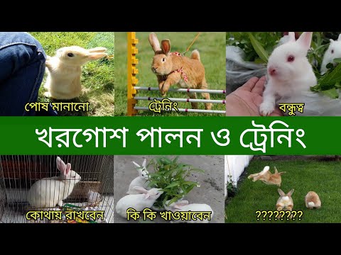 ভিডিও: কীভাবে আপনার মুখে একটি খরগোশ আঁকবেন