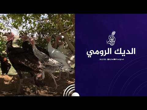 تربية الشيش او الديك الرومي في الزوية