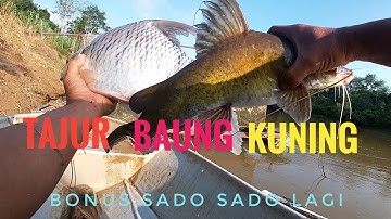 tajur baung 2023 terciduk dua ekor sado..