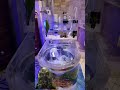 Toilet aquarium #shortvideo #funny #videos #cool