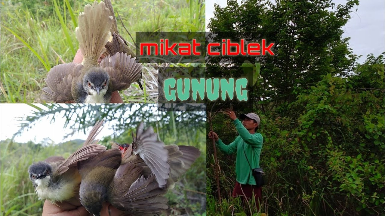 MEMIKAT BURUNG CIBLEK GUNUNG 