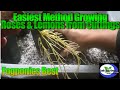 EASIEST METHOD FOR GROWING ROSES AND LEMONS  IN FOGPONICS | Fogponics Update.