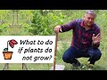 What to do if your plants are not growing?