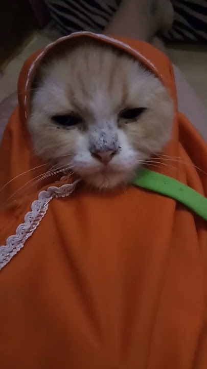 KUCING PAKE KERUDUNG  #shorts #kucinglucu