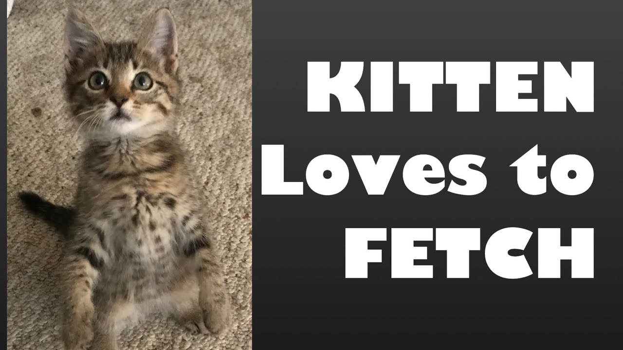 KiTTEN LOVES TO FETCH !  FETCHING KITTEN  Fetching Cat plays fetch AMAZING CUTE BABY