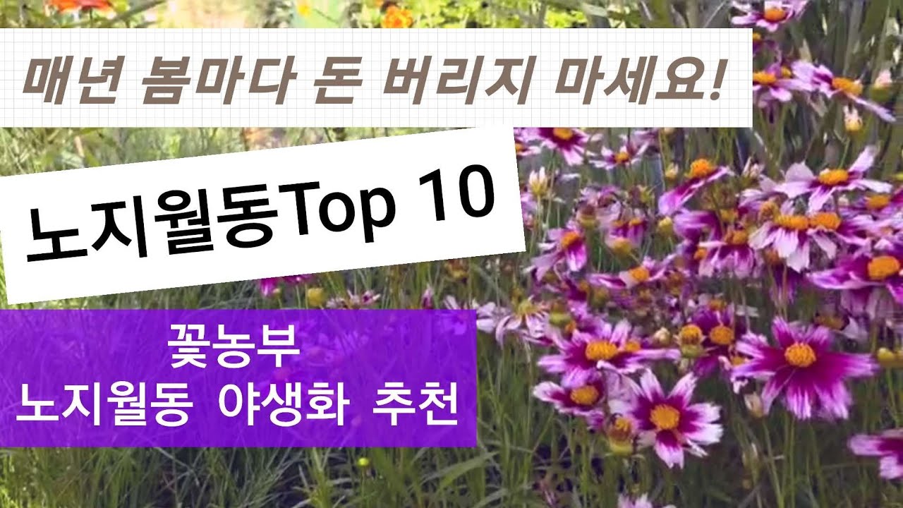 절대 실패없는 노지월동 야생화 꽃 10종 추천합니다 