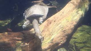 Chinese Softshell Turtle swimming underwater at River Wonders Singapore
