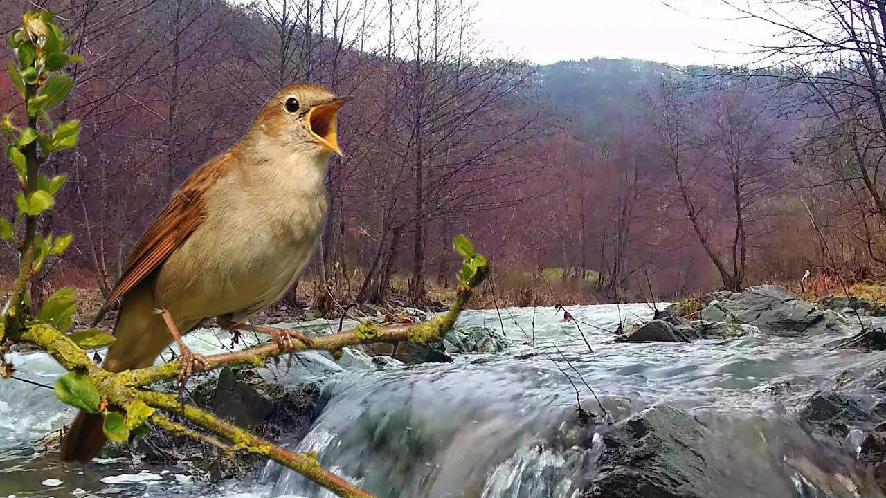 Relaxing Bird Sounds for Sleeping || Forest Birdsong Nature Sounds ...