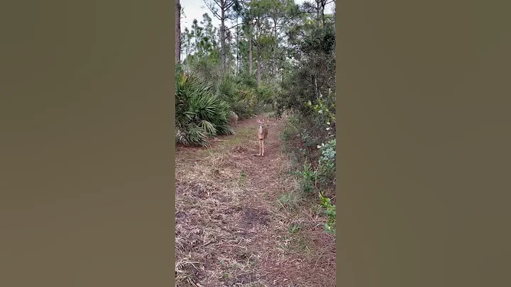 Curious Deer wants Hunter’s Sunglasses! #Shorts - DayDayNews