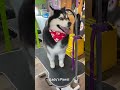 #doggo #ladyspaws