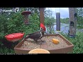 Pileated Woodpecker Samples the Fare on the Cornell Feeders – June 6, 2017