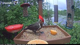 Watch LIVE at http://AllAboutBirds.org/CornellFeeders for news, updates, and more information about the pond and its surroundings. 