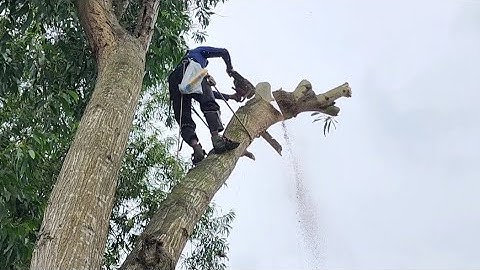 Cưa  hai  cây  tràm  bông  vàng  vị  trí  khó  .Cưa  cây  kỷ  thuật  cao