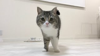 お留守番中にイタズラしてる猫にカメラで話しかけたらこうなったw