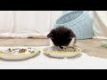 ごはんを完食した瞬間に寝落ちする子猫 生後36日【お盆3兄妹#26】Kittens begin to sleep when they are full.