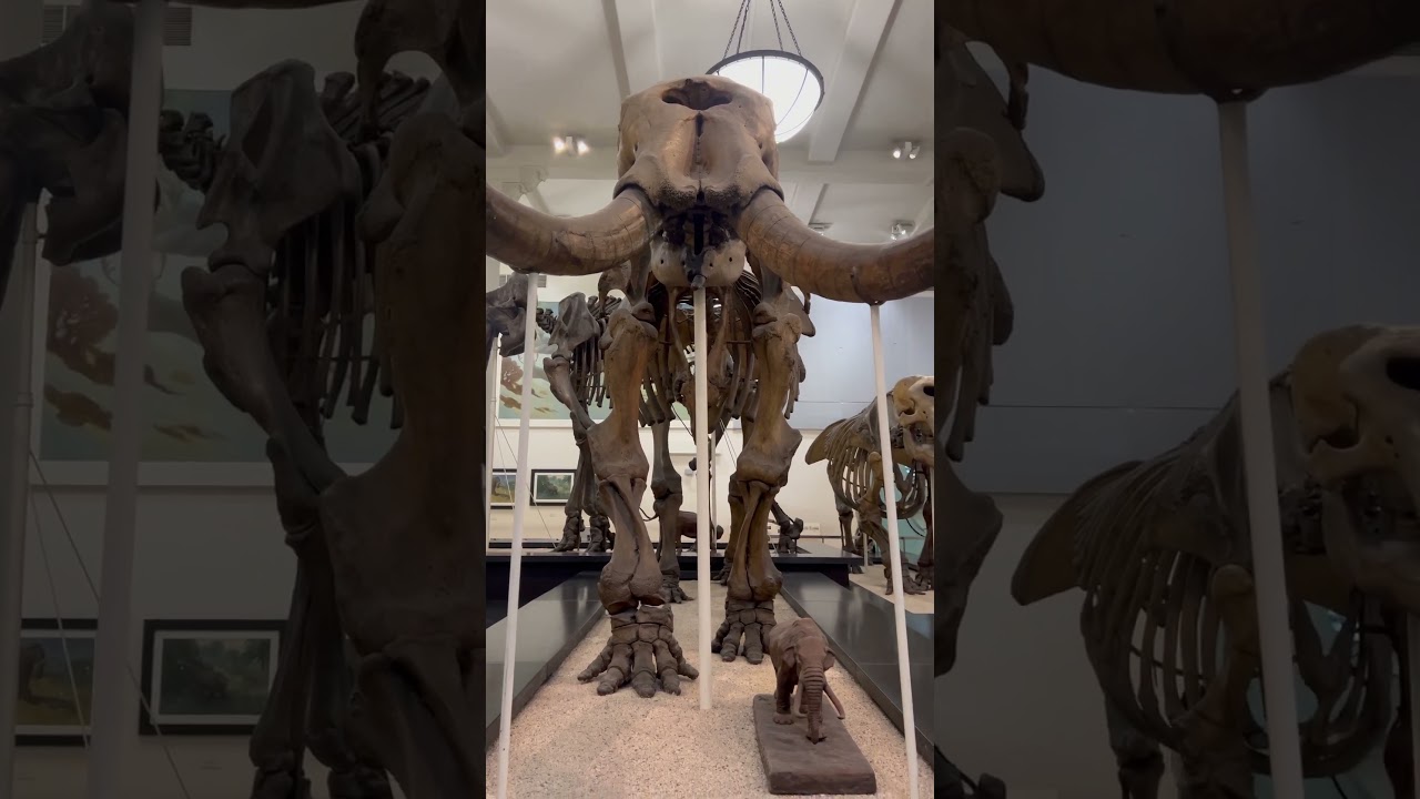 American Museum of Natural History, New York 2025