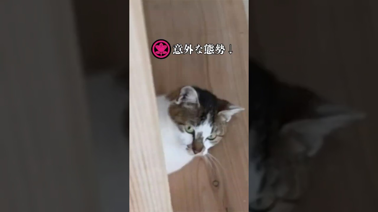 What the cat is trying to say [Kitsune 54] - YouTube