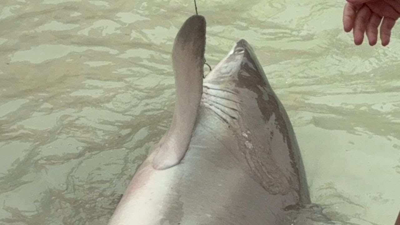 Shocking moment large shark is caught by fishing line on Florida beach ...