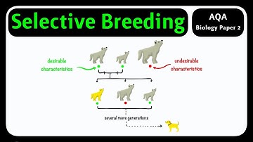 GCSE Biology AQA - Selective Breeding | Artificial Selection Explained [2026 Biology Paper 2]