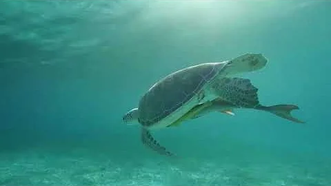 Swimming with turtles is part off luxury sports ad...