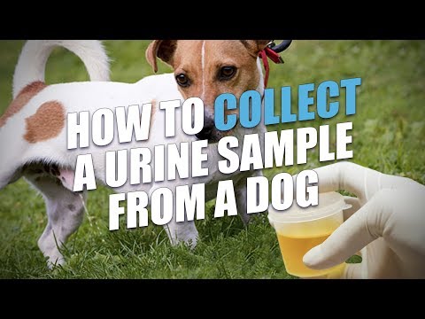 Video: How To Collect Urine From A Dog