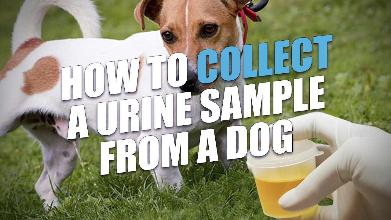 does my dogs urine sample need to be refrigerated
