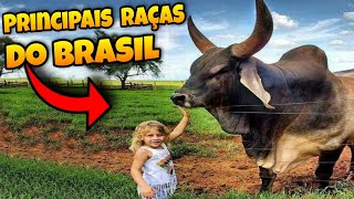 As Principais Raças de Gado Bovino do Brasil