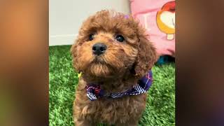 Inari - Toy poodle Puppy for Sale in Dallas, Texas