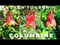 How to grow columbine germinate seed care for
