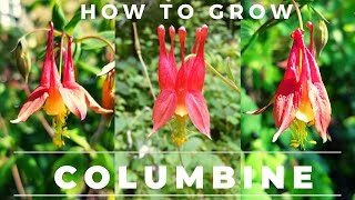How to Grow Columbine, Germinate Seed, Care for