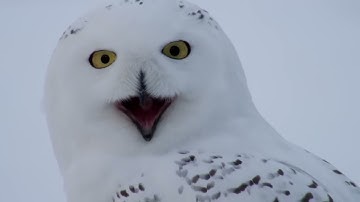 Snowy Owls Why Is It The Most Skilled Arctic Predator Wildlife Documentary