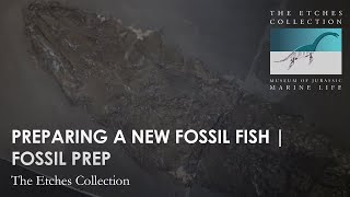 PREPARING A NEW FOSSIL FISH | FOSSIL PREP