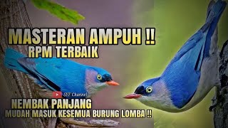 Suara Pikat Rpm  Rambatan Paruh Merah Ampuh 