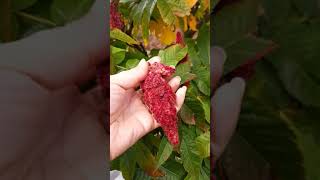 دخلوا اتعرفوا على نبتة السماق اللي تكلم اعليها الفايد .sumac