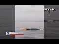 Queda atrapada ballena en red acude la semar