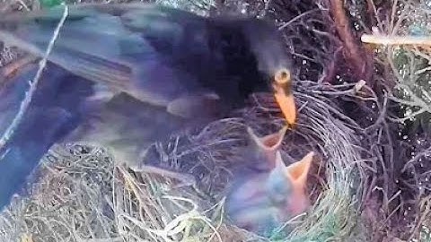 Blackbird nest - 2 Chicks  - Day 8- Part 1