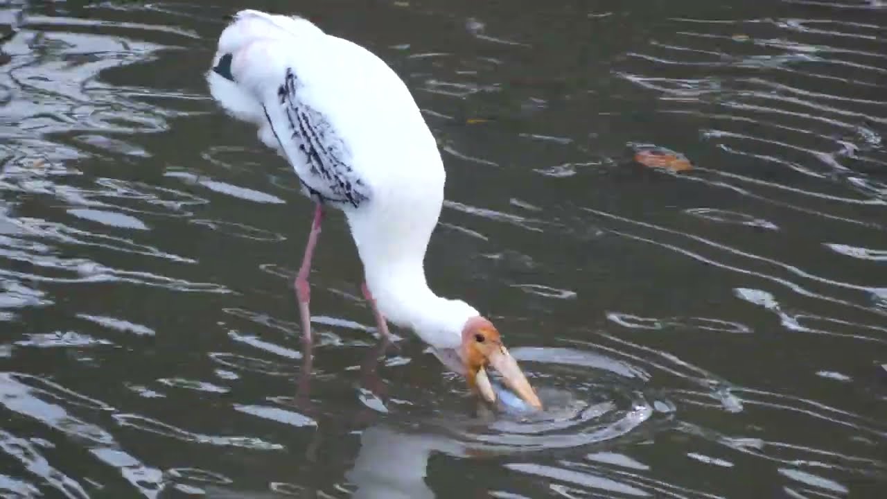 新加坡野生动物_彩鹳 _  Rare Sighting of a Painted Stork at Ulu Pandan/Clementi _ 01mar2024 Singapore 7.13pm