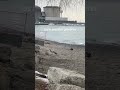 The ducks were paid actors