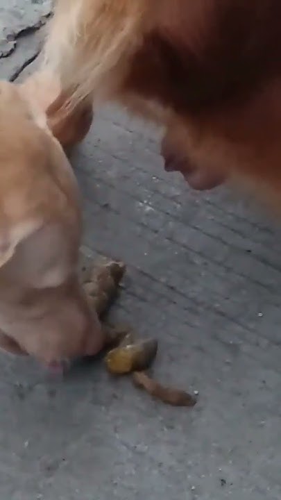 тупая собака жрет говно #собака #dog #dogs #какашка #какать #еда # ...