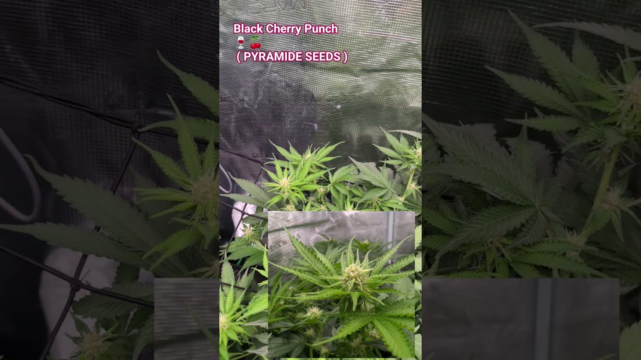 Black Cherry Punch 🍒🍷 / DAY 15 FLOWER
