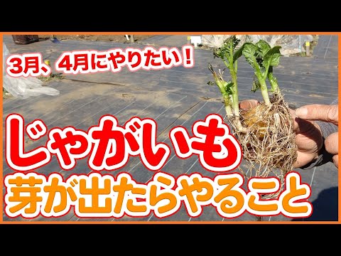 春やりたい！家庭菜園や農園のじゃがいも栽培で芽出し時の対策！土寄せやじゃがいもが育つ仕組みを徹底解説！【農園ライフ】