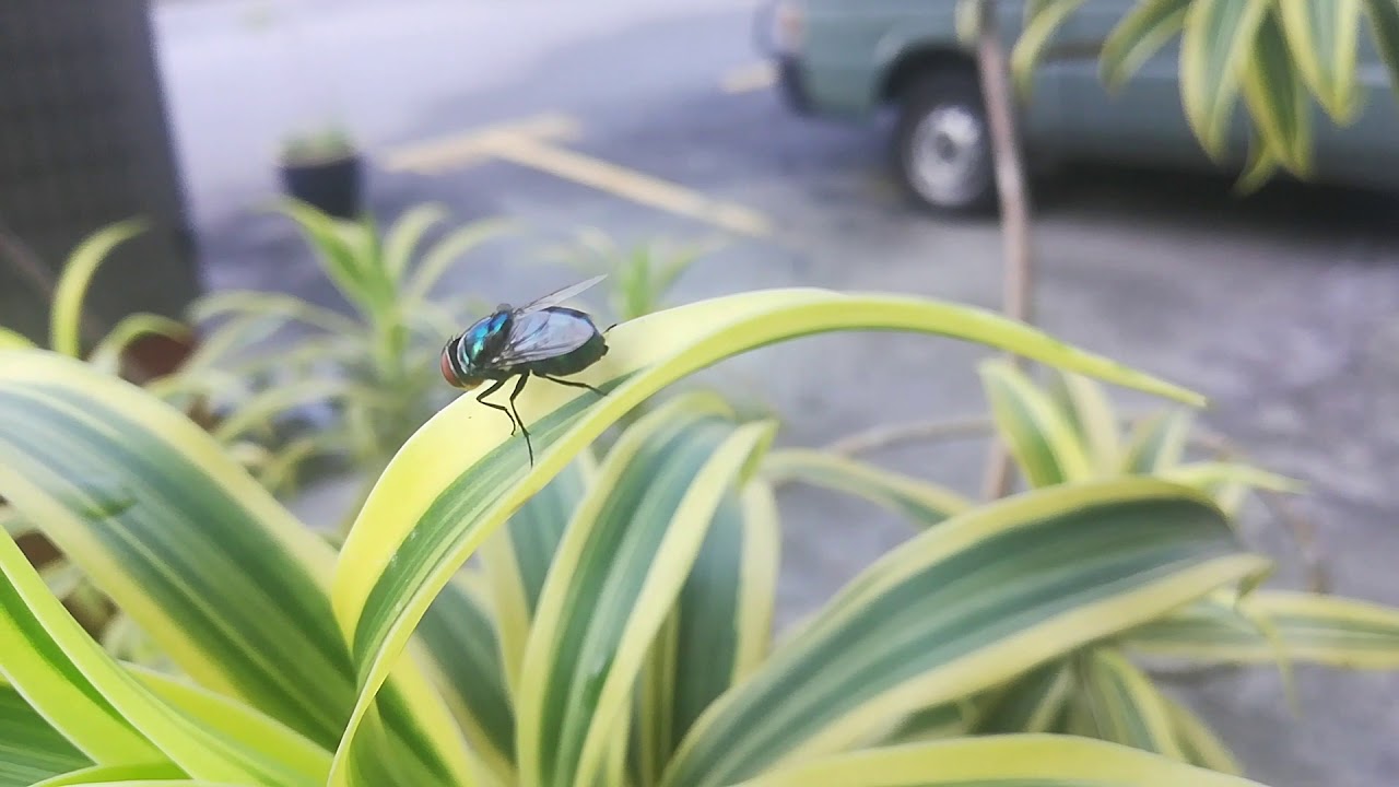 BIG GREEN FLY Hanging About