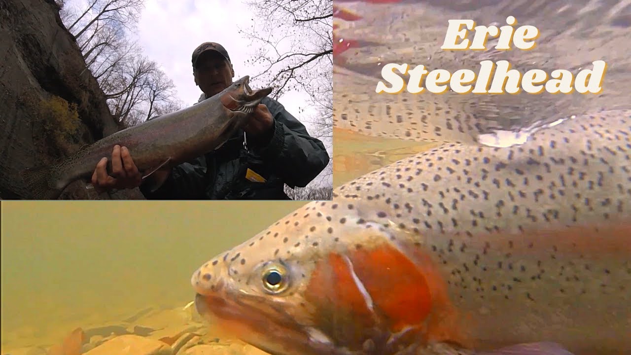 Erie Steelhead Fishing Elk Creek (Part 1) YouTube