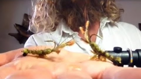 Crayfish Pattern, easy to tie