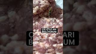 Çiğ Etle Arı Besliyorum Eti Nasıl Alıyor