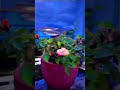 #shortvideo #flowers #shortsviral #viralvideos❣️ #gardening #homegardening🌱 #shorts