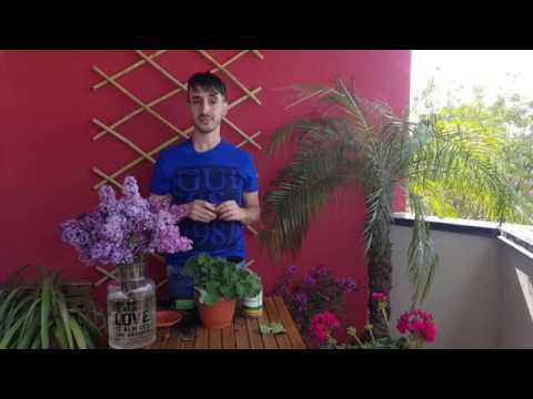 Video: Ghivece De Flori în Stil Mansardă: Opțiuni Pentru Flori, Alegeri și Exemple Reale