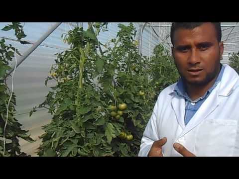 فيديو: هل البورق جيد لنباتات الطماطم؟