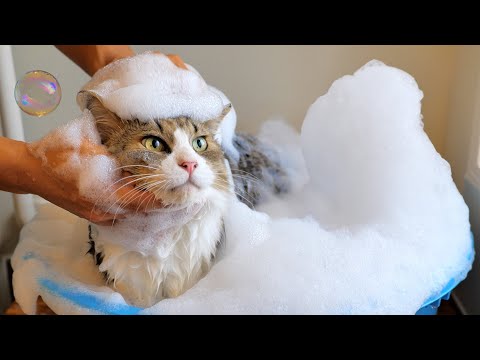 ふりふ　夜空猫ワンピース　難あり Mega Cat Project One Piece: Nyan Piece Nyan! Luffy and the